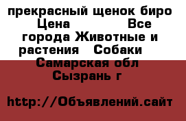 прекрасный щенок биро › Цена ­ 20 000 - Все города Животные и растения » Собаки   . Самарская обл.,Сызрань г.